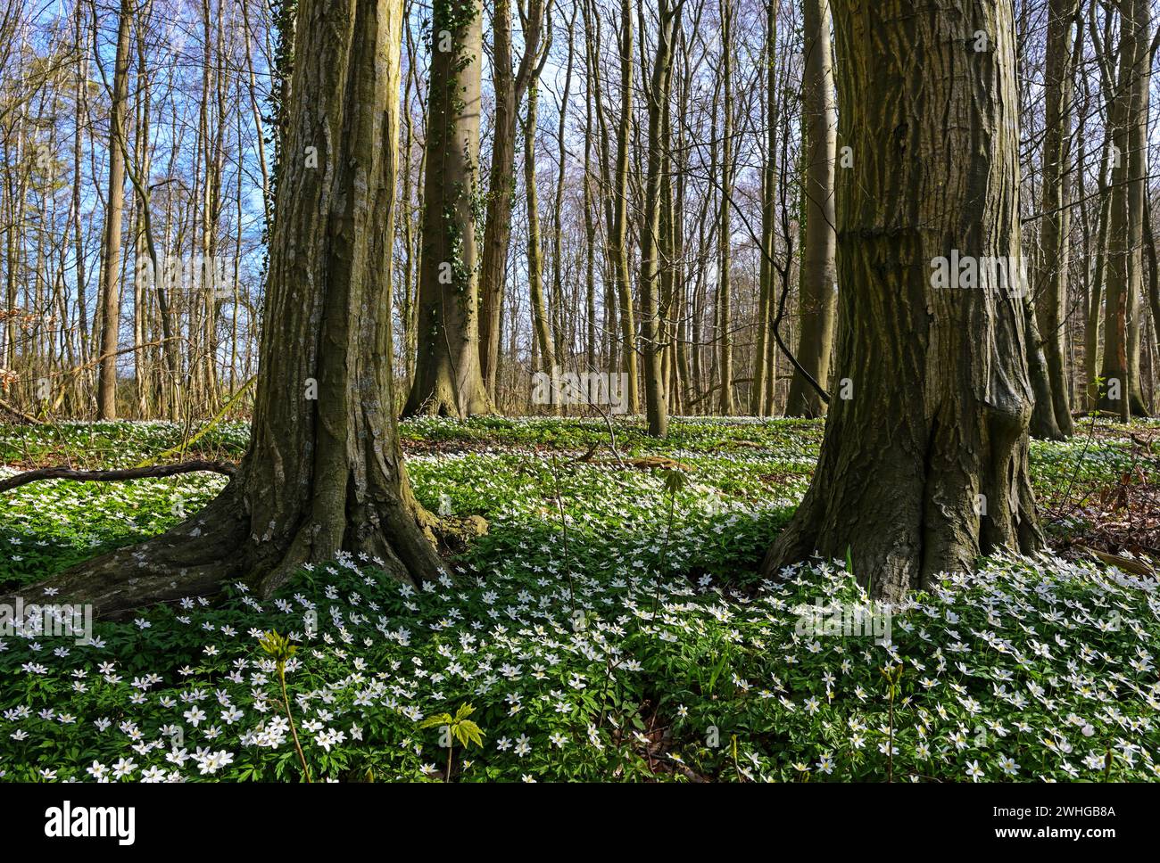 Tapis d'anémone de bois en fleurs blanches (Anemonoides nemorosa) entre les troncs d'arbres dans la forêt au début du printemps, espace de copie Banque D'Images