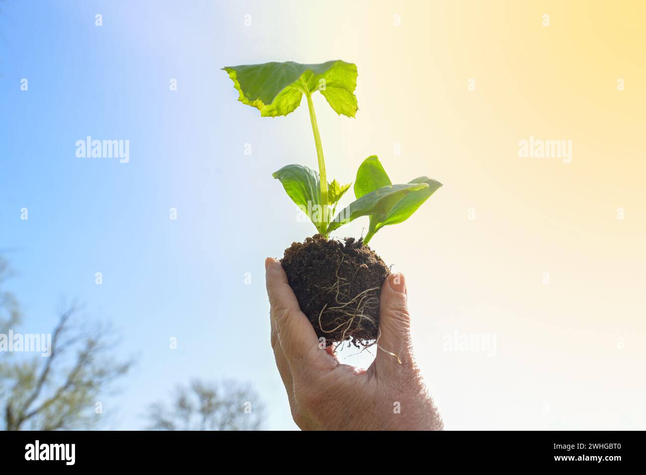 Main tenant une plante de semis de courgettes avec des racines et du sol contre le ciel doré bleu, concept d'entreprise verte, éco-responsable Banque D'Images