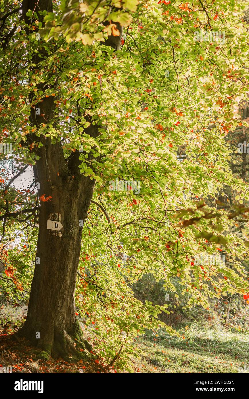 L'arbre d'automne avec le waymark Banque D'Images