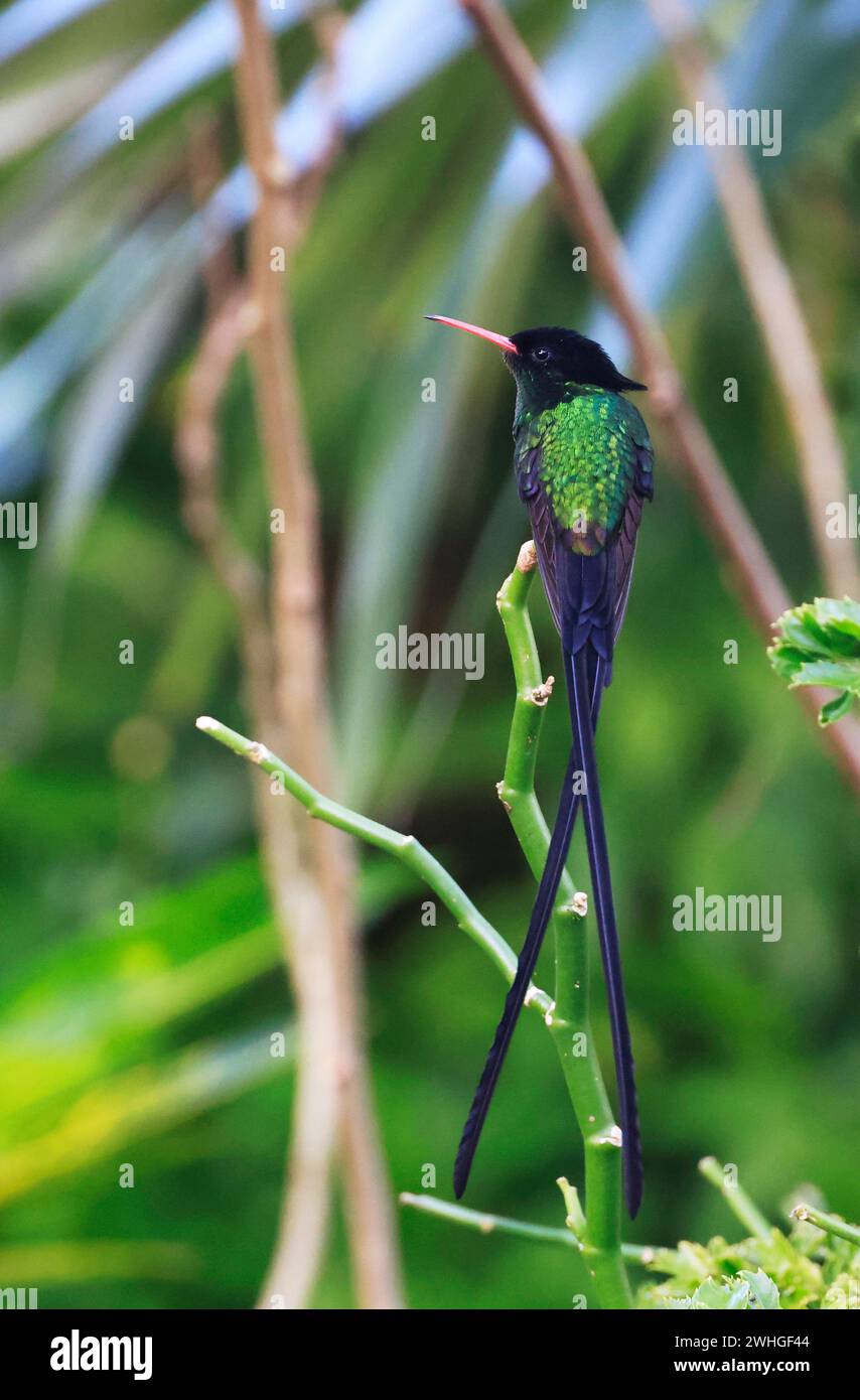 A Doctor Bird ou Wimpelschwanz (Trochilus polytmus), Hummingbird, National Bird of Jamaica, Middle America Banque D'Images
