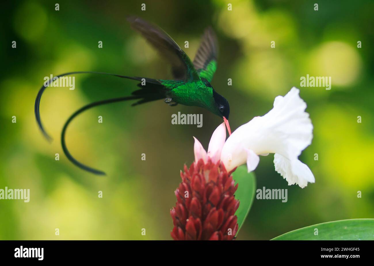 A Doctor Bird ou Wimpelschwanz (Trochilus polytmus), Hummingbird, National Bird of Jamaica, Middle America Banque D'Images