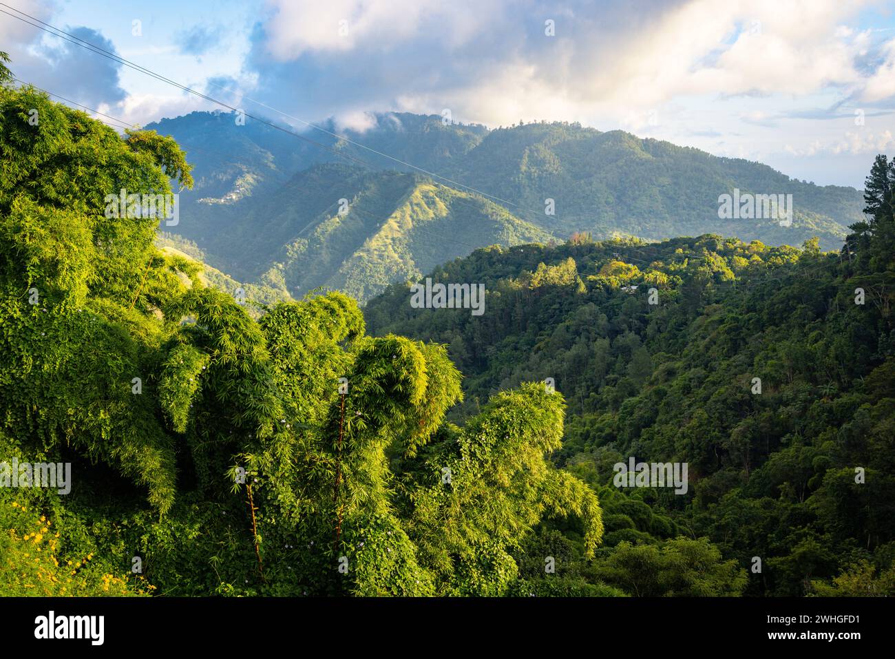 Les montagnes bleues en Jamaïque, Caraïbes, Amérique centrale. Banque D'Images