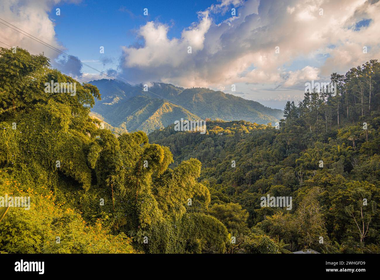 Les montagnes bleues en Jamaïque, Caraïbes, Amérique centrale. Banque D'Images