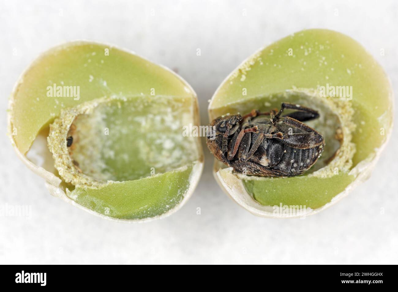 Charançon du pois, Bruchus pisorum. Coléoptère à l'intérieur d'une graine cassée. Macro. Banque D'Images
