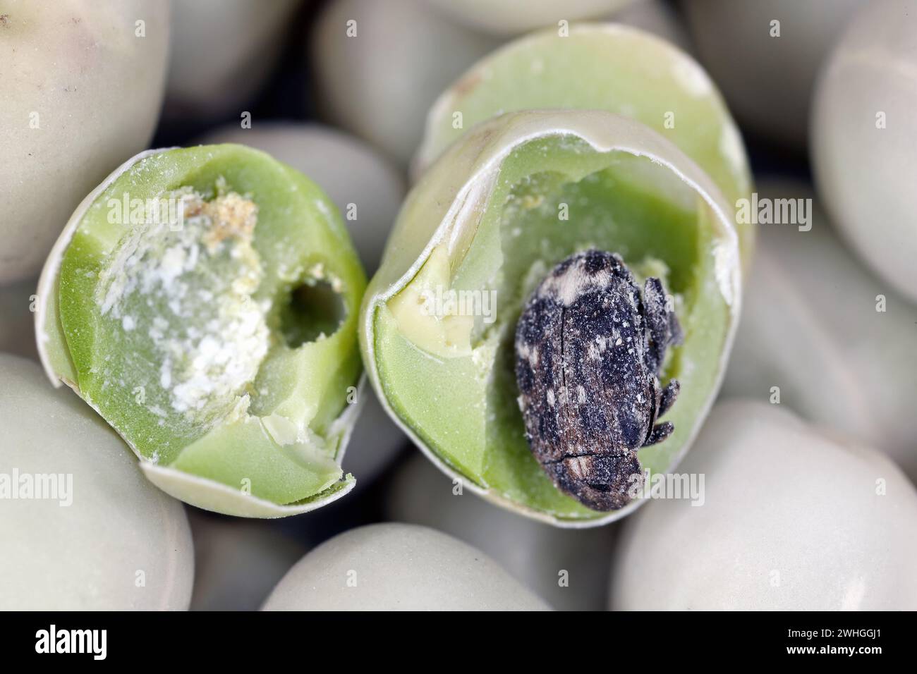 Charançon du pois, Bruchus pisorum. Coléoptère à l'intérieur d'une graine cassée. Macro. Banque D'Images