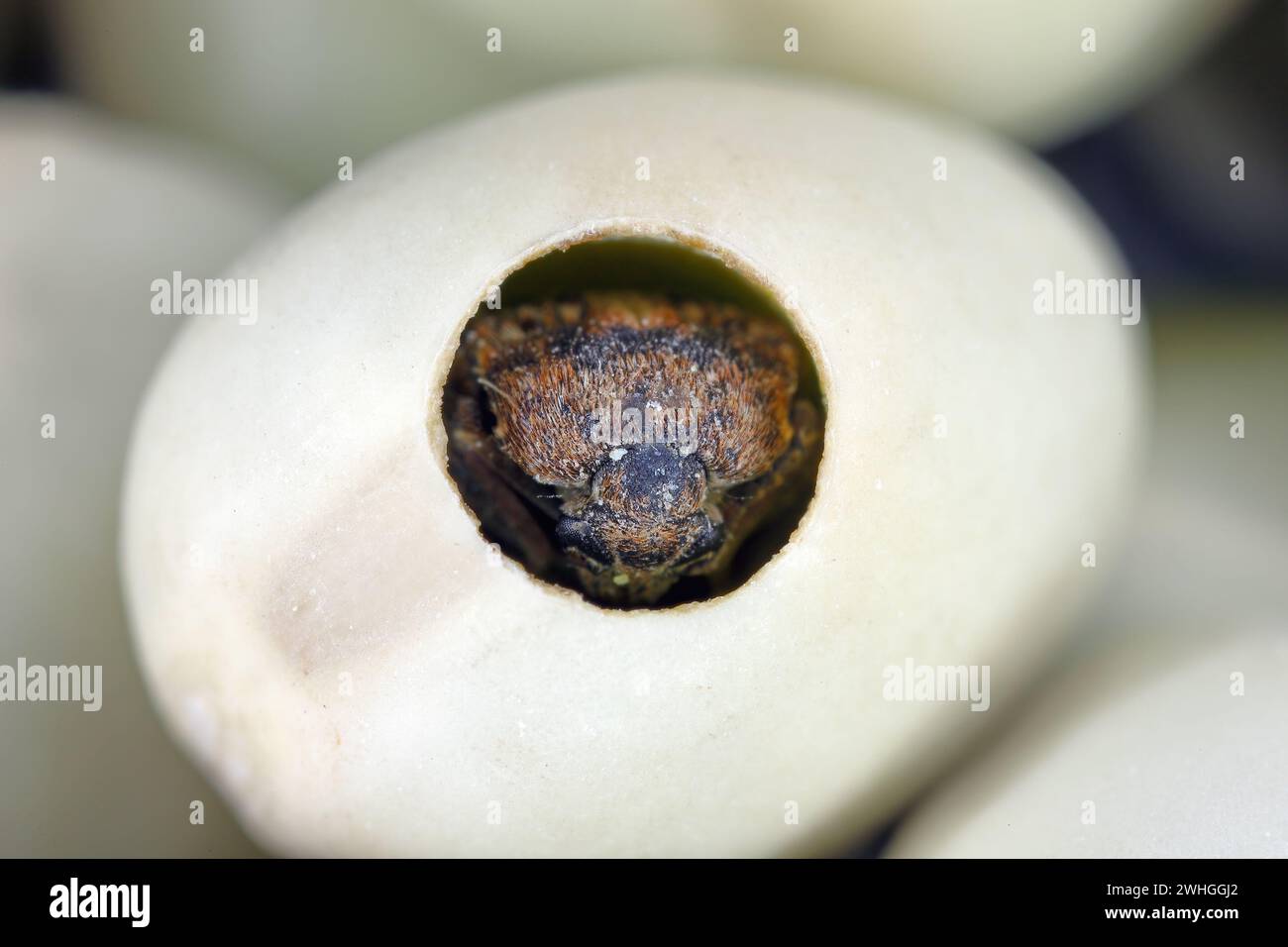 Charançon du pois, Bruchus pisorum. Coléoptère à l'intérieur d'une graine cassée. Macro. Banque D'Images