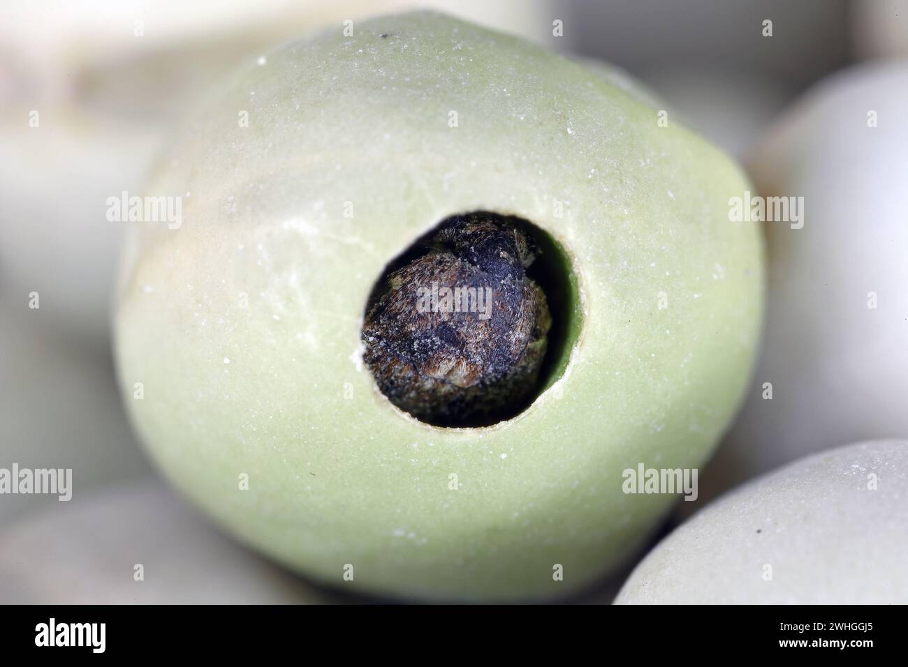 Charançon du pois, Bruchus pisorum. Coléoptère à l'intérieur d'une graine cassée. Macro. Banque D'Images