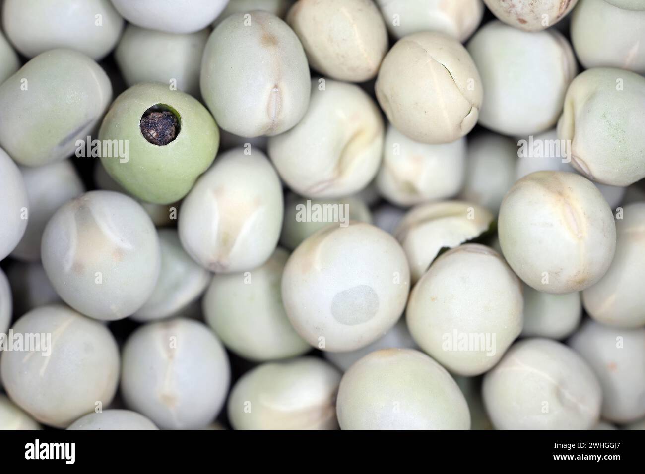 Charançon du pois, Bruchus pisorum. Coléoptère à l'intérieur d'une graine cassée. Macro. Banque D'Images