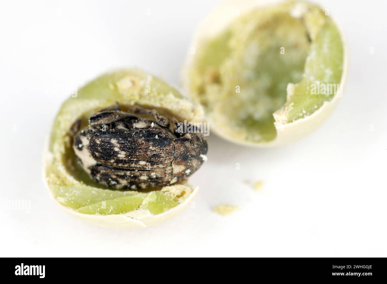 Charançon du pois, Bruchus pisorum. Coléoptère à l'intérieur d'une graine cassée. Macro. Banque D'Images