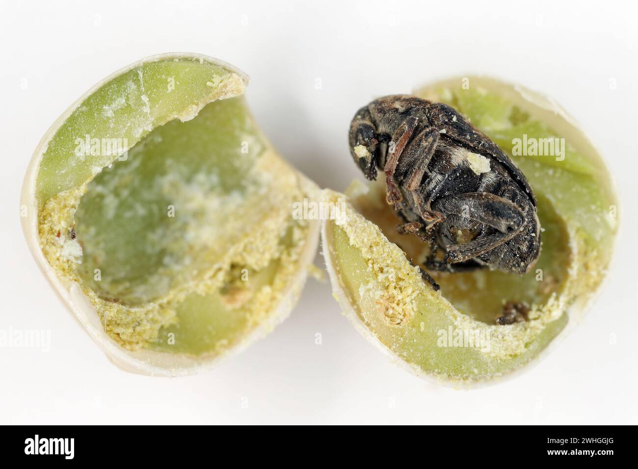 Charançon du pois, Bruchus pisorum. Coléoptère à l'intérieur d'une graine cassée. Macro. Banque D'Images