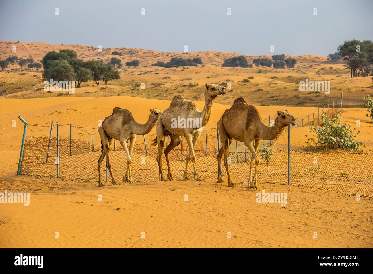 Chameaux dans le désert, Ras al-Khaimah, Émirats arabes Unis, Asie Banque D'Images