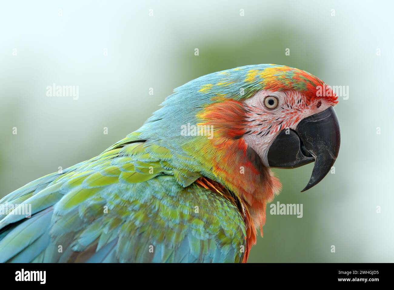 Portrait d'un oiseau perroquet macaw avec ses plumes belles et colorées Banque D'Images