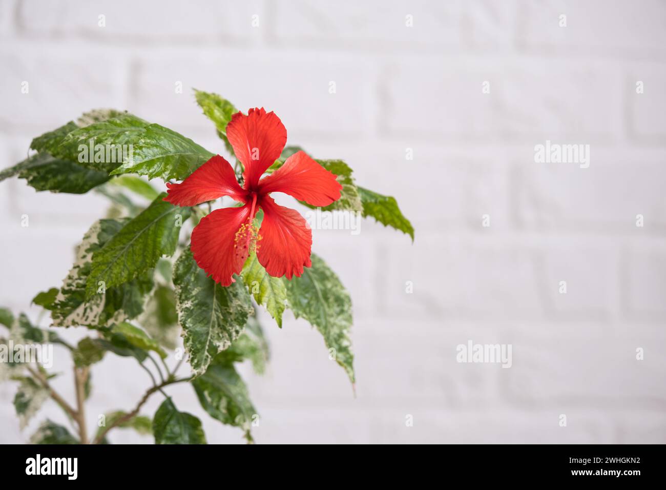 Fleur de variété d'hibiscus rouge avec feuilles panachées dans un planteur en osier à l'intérieur contre un mur de briques blanches. Growing hous Banque D'Images