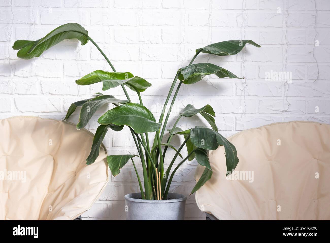 Strelitzia nicolai à l'intérieur sur le fond d'un mur de briques blanches. Maison verte, plante en pot Banque D'Images