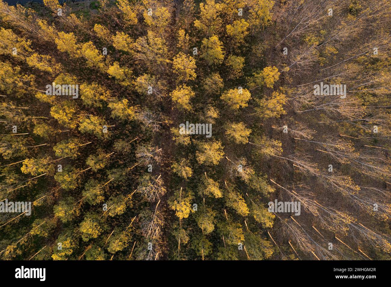 Vue aérienne d'une forêt de peupliers pour la production de papier Banque D'Images Vue aérienne d'une forêt de peupliers pour la production de papier Banque D'Images