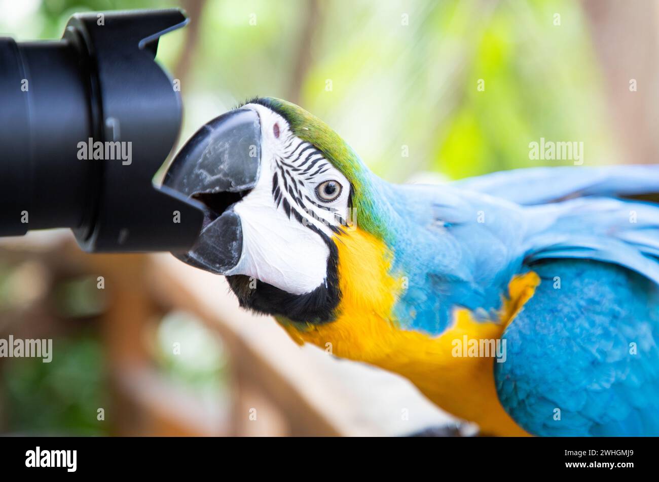 Magnifique Macaw bleu et jaune dans la forêt tropicale Banque D'Images Magnifique Macaw bleu et jaune dans la forêt tropicale Banque D'Images