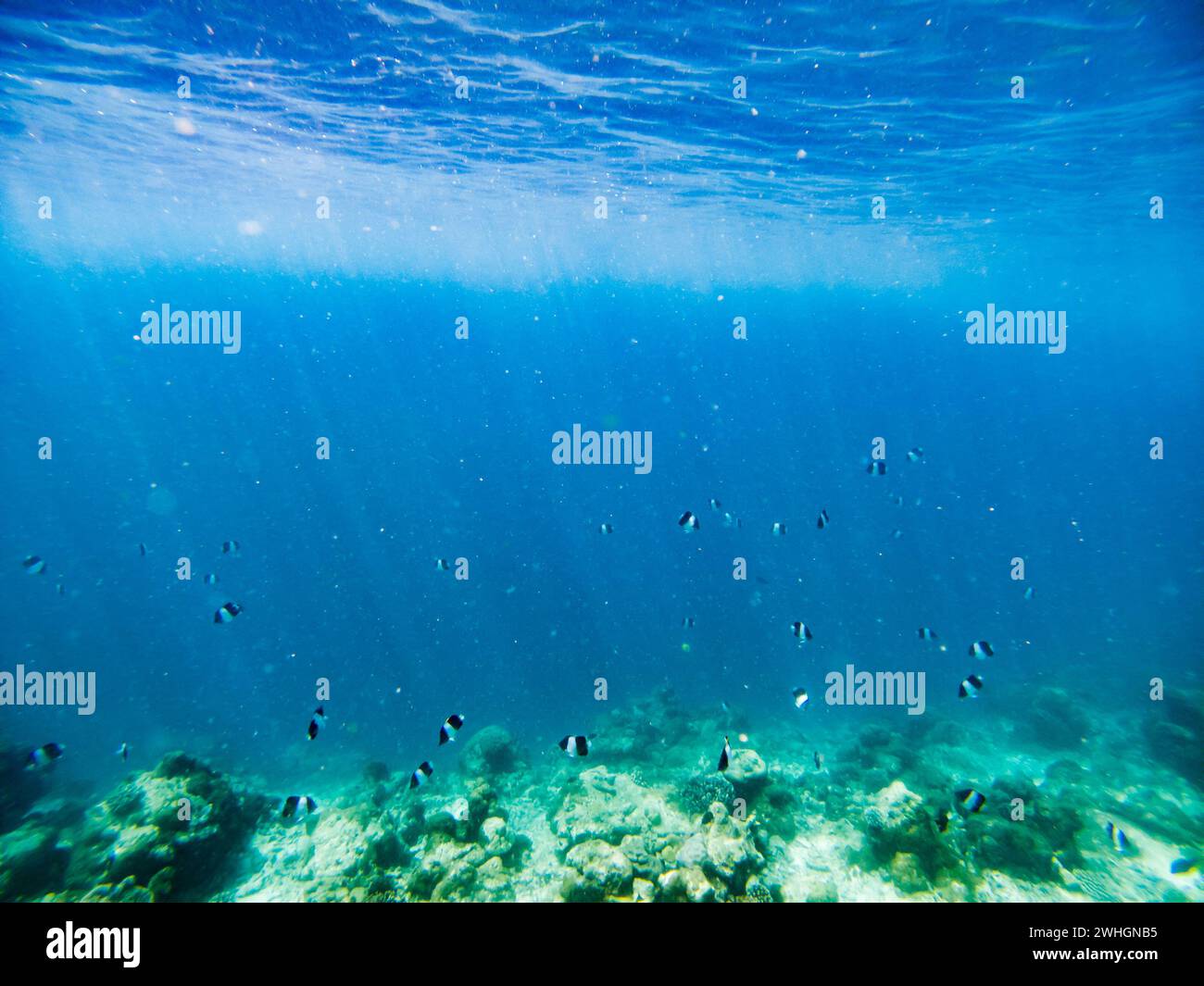 Fond sous-marin abstrait de mer tropicale bleue claire Banque D'Images