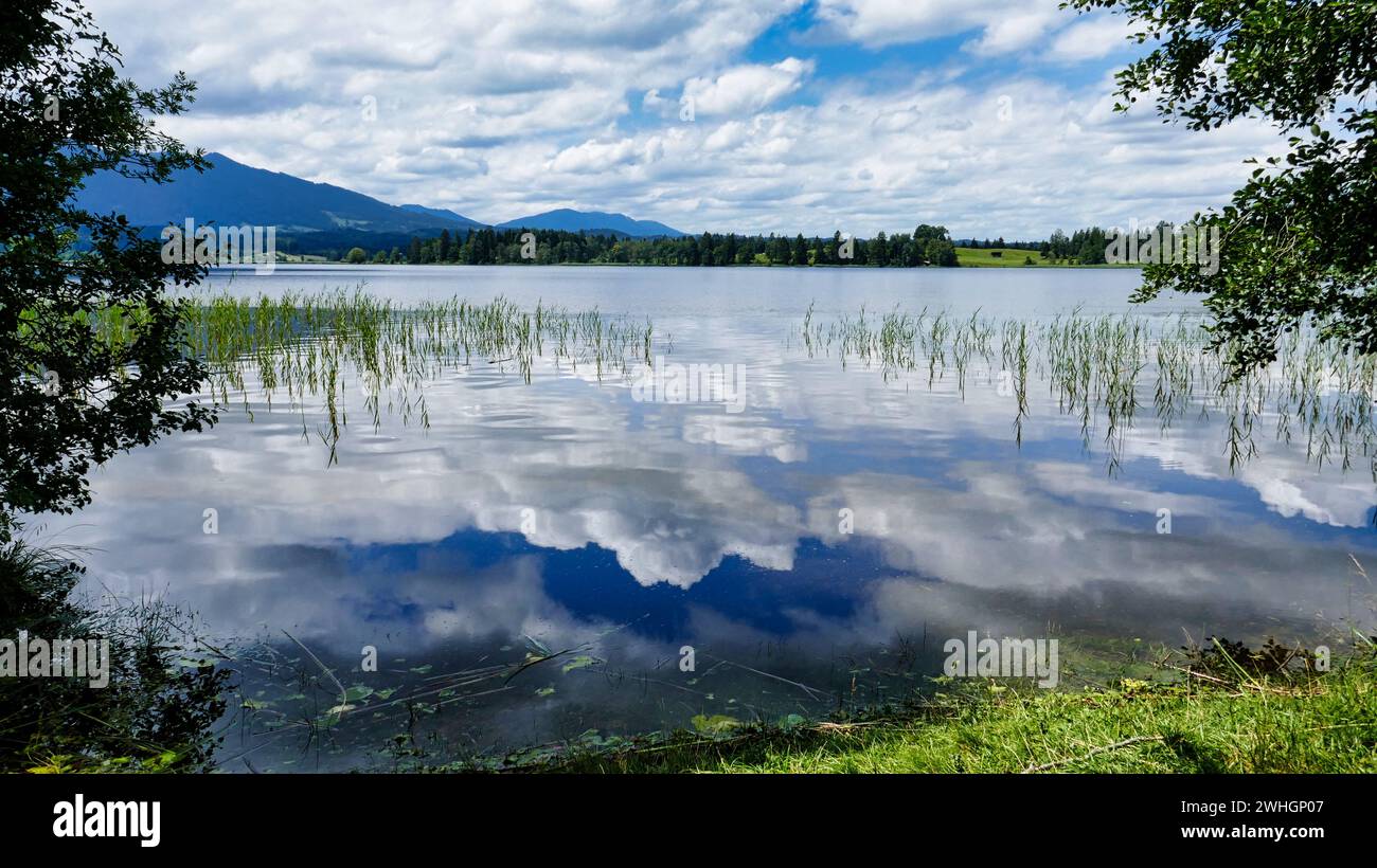 Staffelsee avec roseaux et Alpes d'Ammergau en arrière-plan Banque D'Images