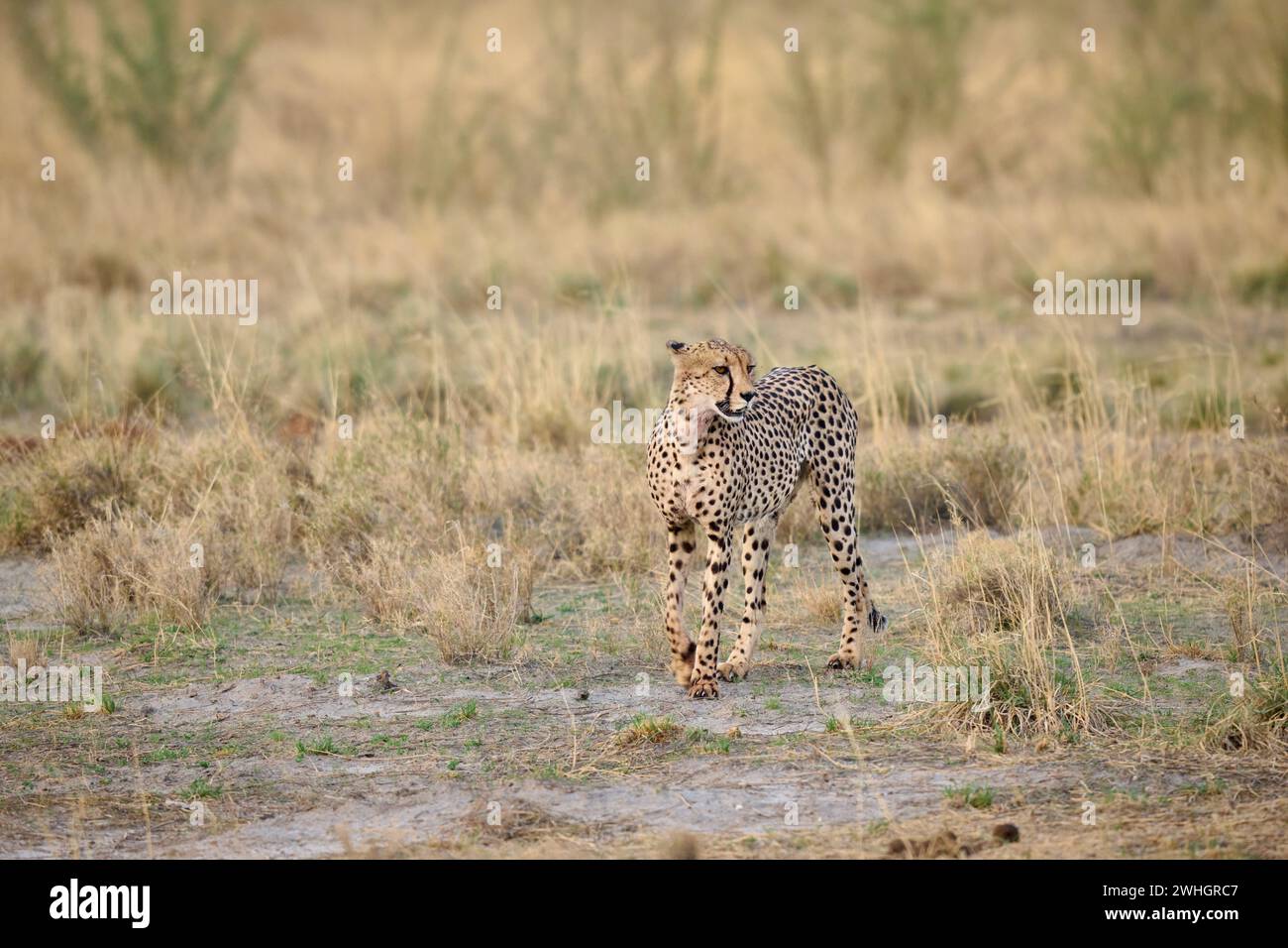 Guépard (Acinonyx jubatus), Parc national d'Etosha, Namibie, Afrique Banque D'Images