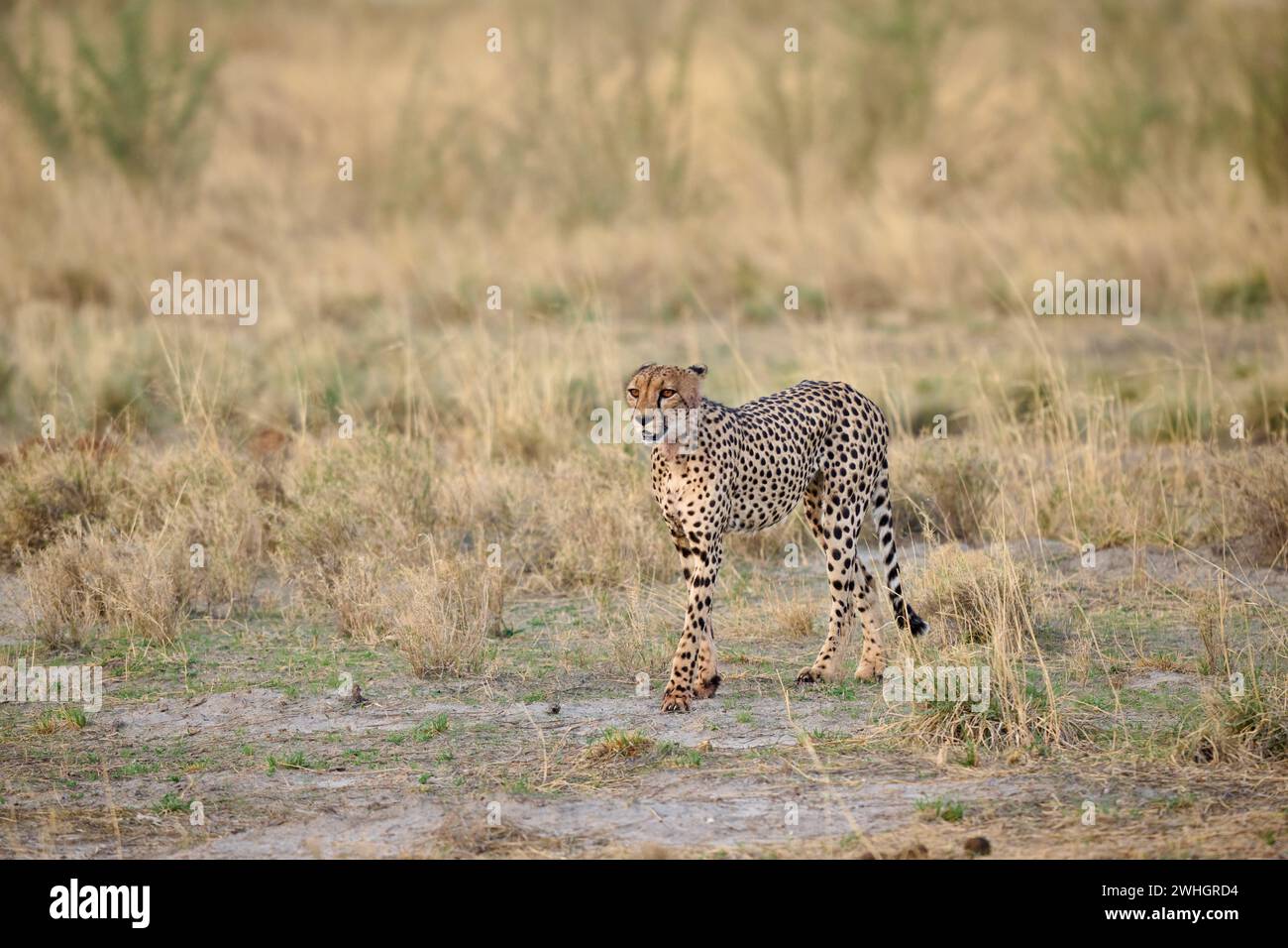 Guépard (Acinonyx jubatus), Parc national d'Etosha, Namibie, Afrique Banque D'Images