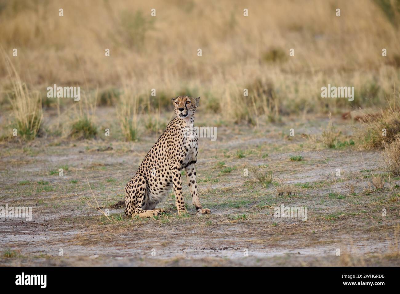 Guépard (Acinonyx jubatus), Parc national d'Etosha, Namibie, Afrique Banque D'Images