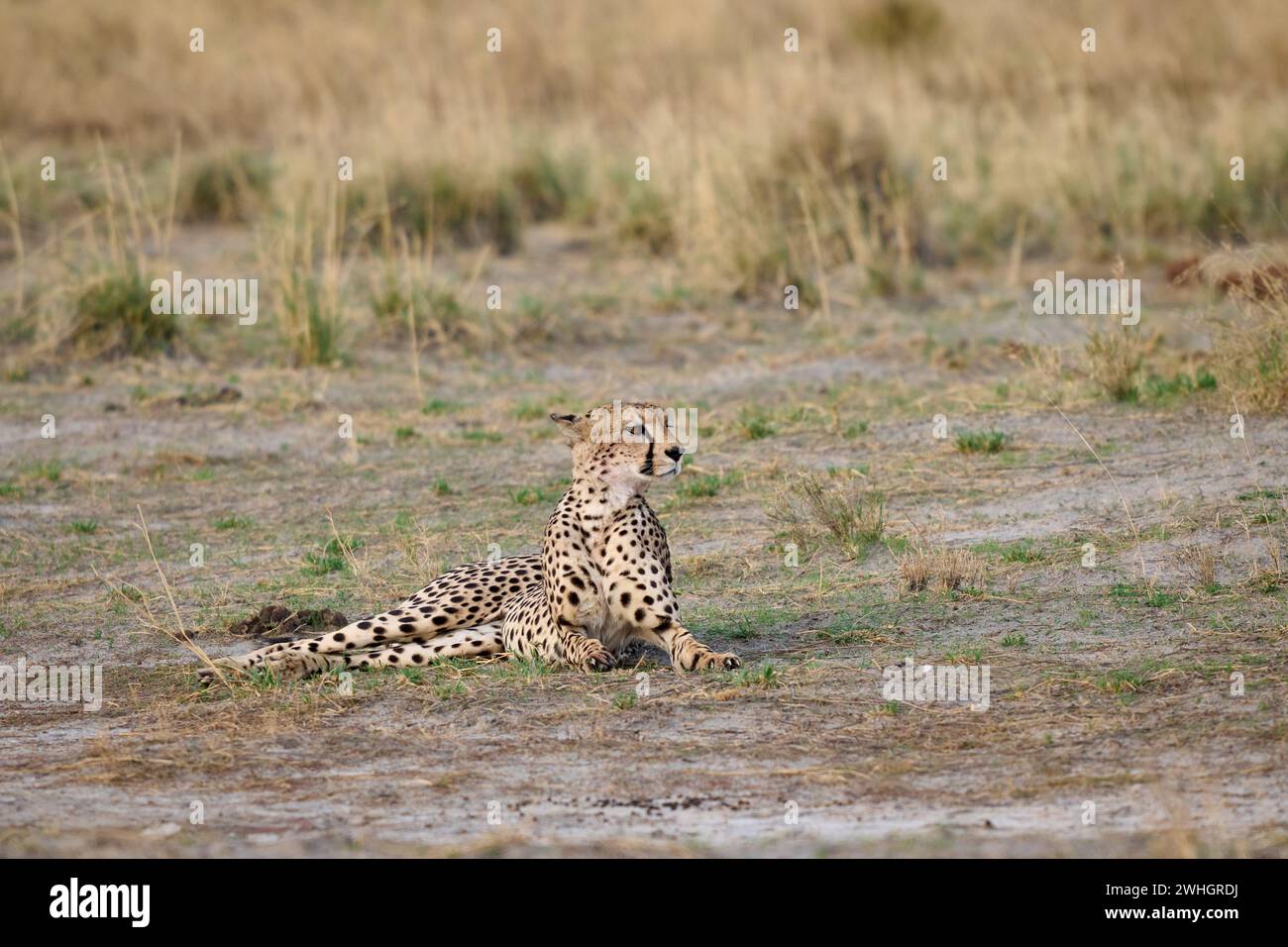 Guépard (Acinonyx jubatus), Parc national d'Etosha, Namibie, Afrique Banque D'Images