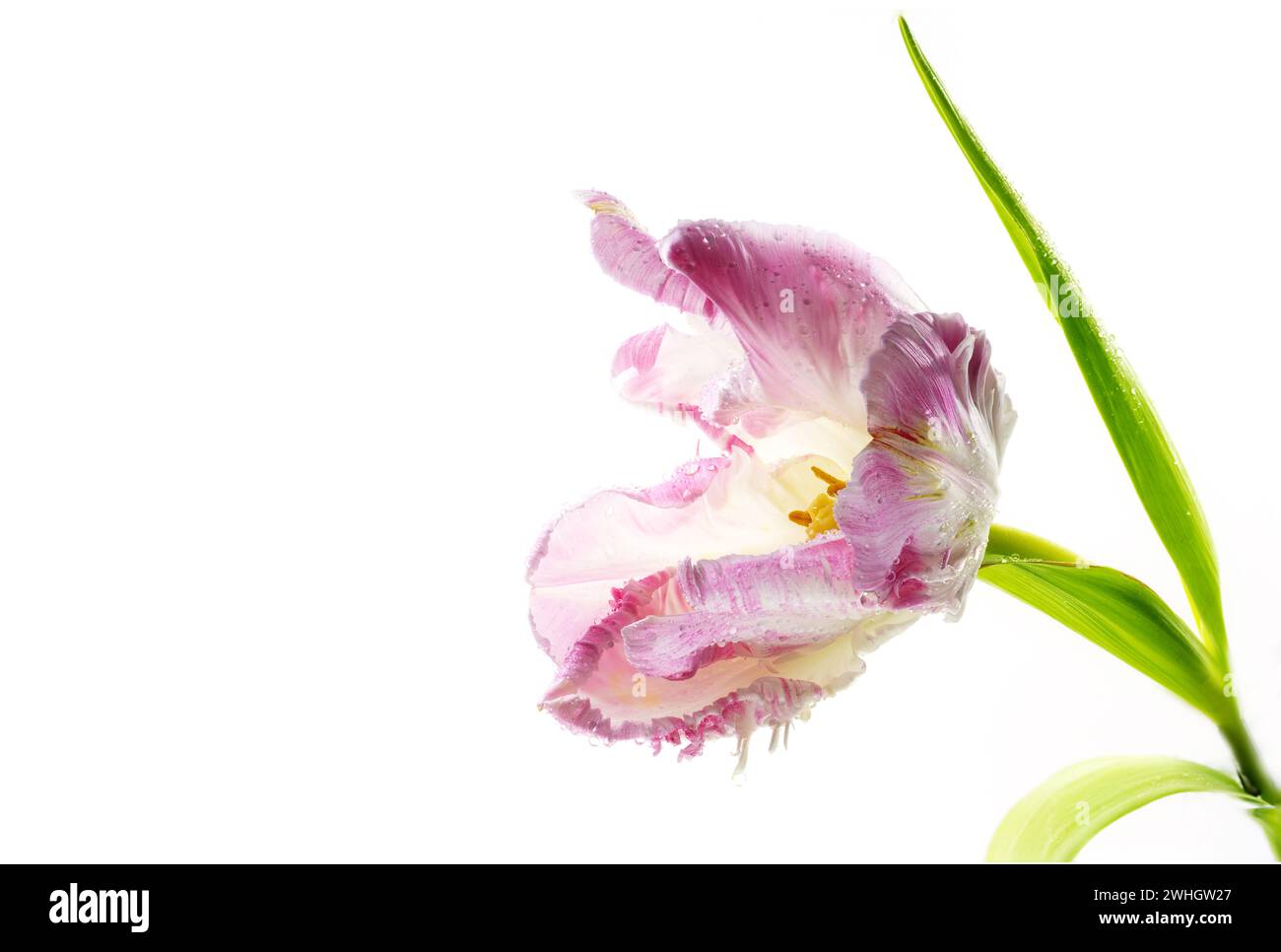 Tulipe perroquet vintage rose ouverte avec pollen jaune, gouttes d'eau et feuilles vertes, belle tête de fleur isolée sur un dos blanc Banque D'Images