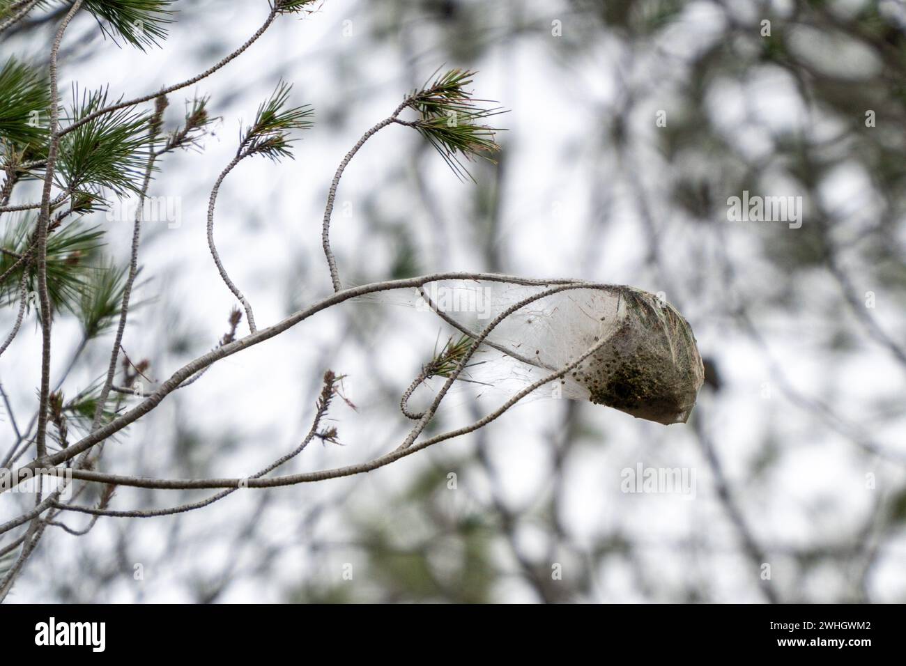 Février, 10, 2024 penedes, Espagne CHANGEMENT CLIMATIQUE Penedes, espagne-la peste processionnaire de la chenille la peste processionnaire de la chenille (Thaumetopoea pityocampa) affecte déjà 13% des forêts de pins de Catalogne, une peste qui augmente en raison de la sécheresse et du réchauffement climatique, détruisant les vastes forêts méditerranéennes de pins et provoquant la mort d'arbres, ainsi que la mort de certaines espèces de faune due à la chenille, car elle provoque un gonflement de la gorge des animaux et des difficultés respiratoires. La plaga de la oruga procesionaria (Thaumetopoea pityocampa) ya afecta al 13% de los pinares de Ca Banque D'Images