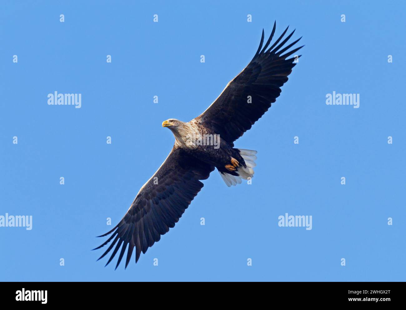 Bansin, Allemagne. 08th Feb, 2024. 08.02.2024, Bansin sur Usedom. Un aigle à queue blanche adulte (Haliaeetus albicilla) vole dans le ciel près de Bansin, sur l'île d'Usedom de la mer Baltique. Le nombre d'aigles à queue blanche vivant à l'état sauvage en Allemagne a considérablement augmenté au cours des dernières décennies grâce à des mesures de conservation strictes. Mecklembourg-Poméranie occidentale avec ses nombreuses eaux et ses vastes paysages est devenu un paradis pour les aigles. Crédit : Wolfram Steinberg/dpa crédit : Wolfram Steinberg/dpa/Alamy Live News Banque D'Images