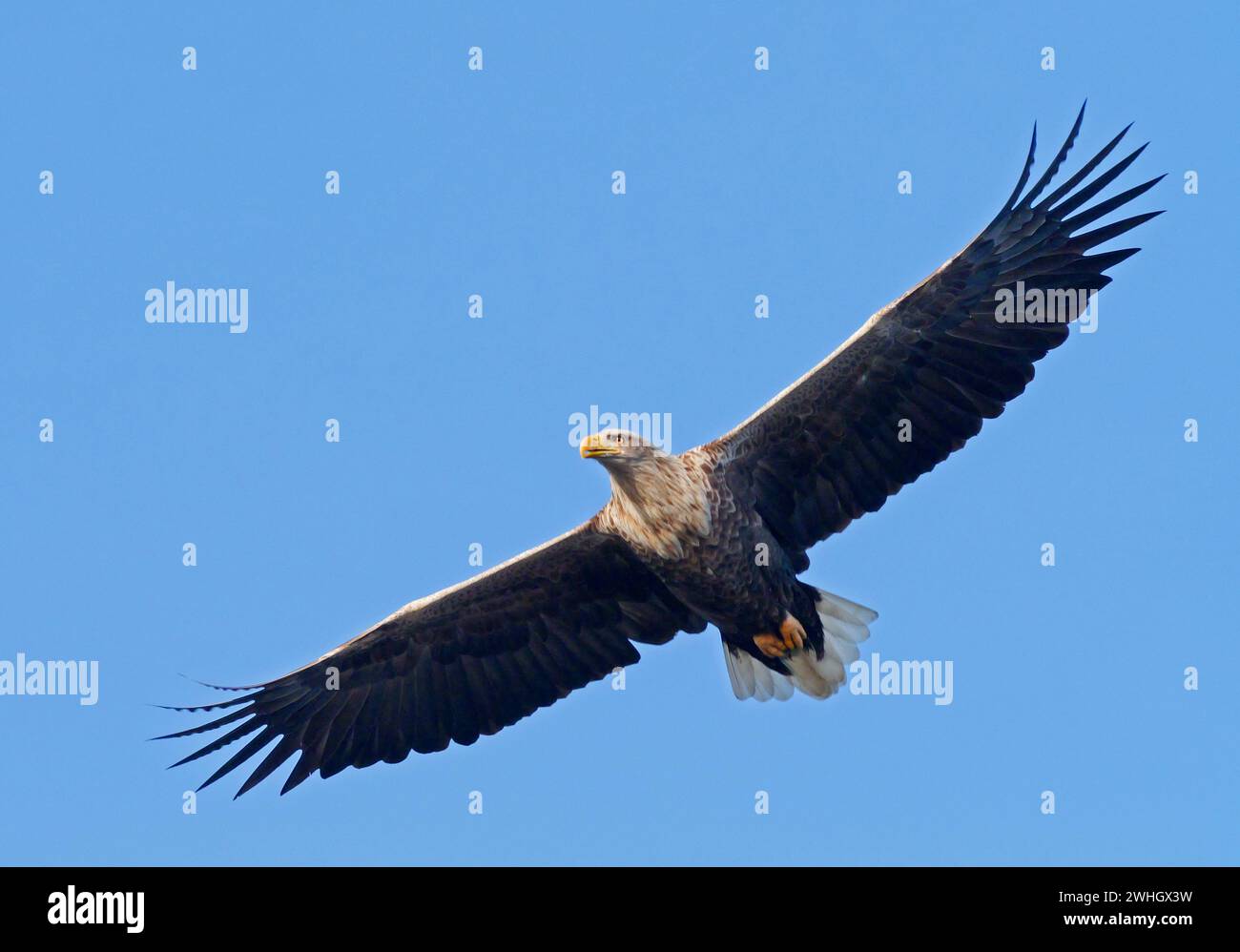 Bansin, Allemagne. 08th Feb, 2024. 08.02.2024, Bansin sur Usedom. Un aigle à queue blanche adulte (Haliaeetus albicilla) vole dans le ciel près de Bansin, sur l'île d'Usedom de la mer Baltique. Le nombre d'aigles à queue blanche vivant à l'état sauvage en Allemagne a considérablement augmenté au cours des dernières décennies grâce à des mesures de conservation strictes. Mecklembourg-Poméranie occidentale avec ses nombreuses eaux et ses vastes paysages est devenu un paradis pour les aigles. Crédit : Wolfram Steinberg/dpa crédit : Wolfram Steinberg/dpa/Alamy Live News Banque D'Images