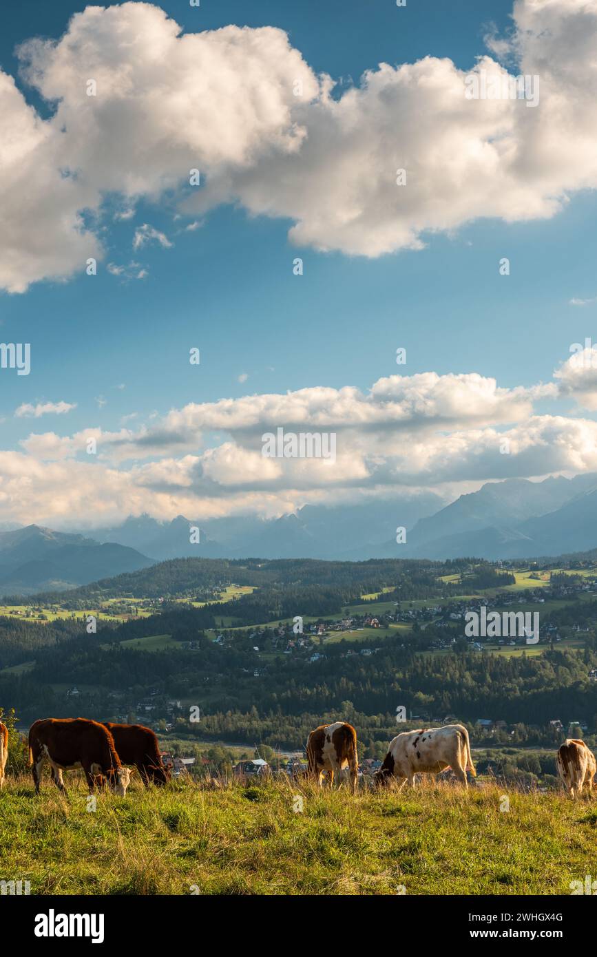 Vaches pâturant sur la prairie avec les montagnes des Carpates en arrière-plan, Podhale, Pologne Banque D'Images