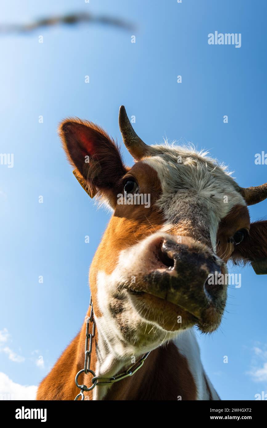 Vache curieuse regardant la caméra balader sur la prairie verte Banque D'Images