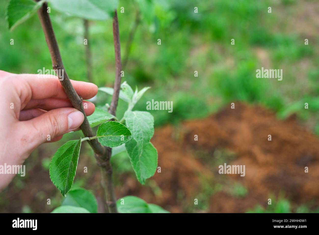 Un semis de pommier dans le jardin est préparé pour la plantation en pleine terre. Arbre fruitier de la pépinière, croissance biologique f Banque D'Images