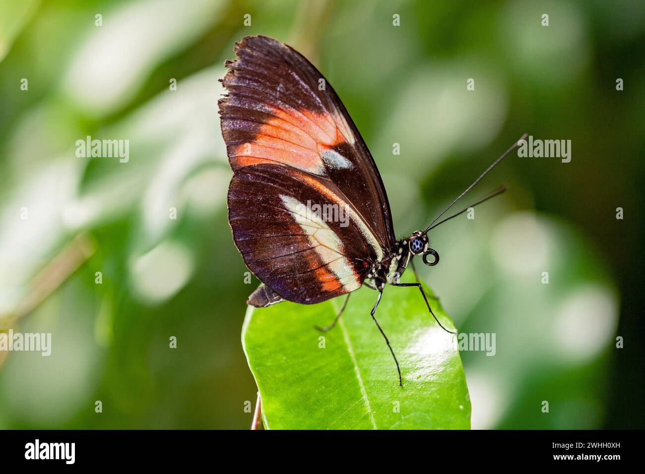 Heliconius erato phyllis papillon sur une feuille Banque D'Images