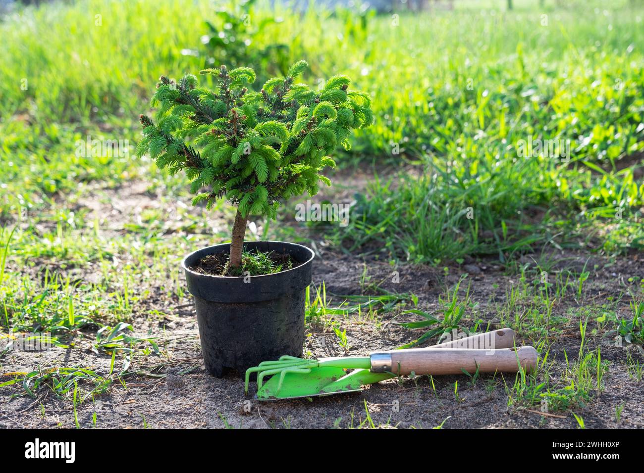 Plantes de conifères en pots avec une racine fermée pour la plantation sur votre parcelle de jardin de la pépinière. Jardinage d'une parcelle de jardin dans sp Banque D'Images