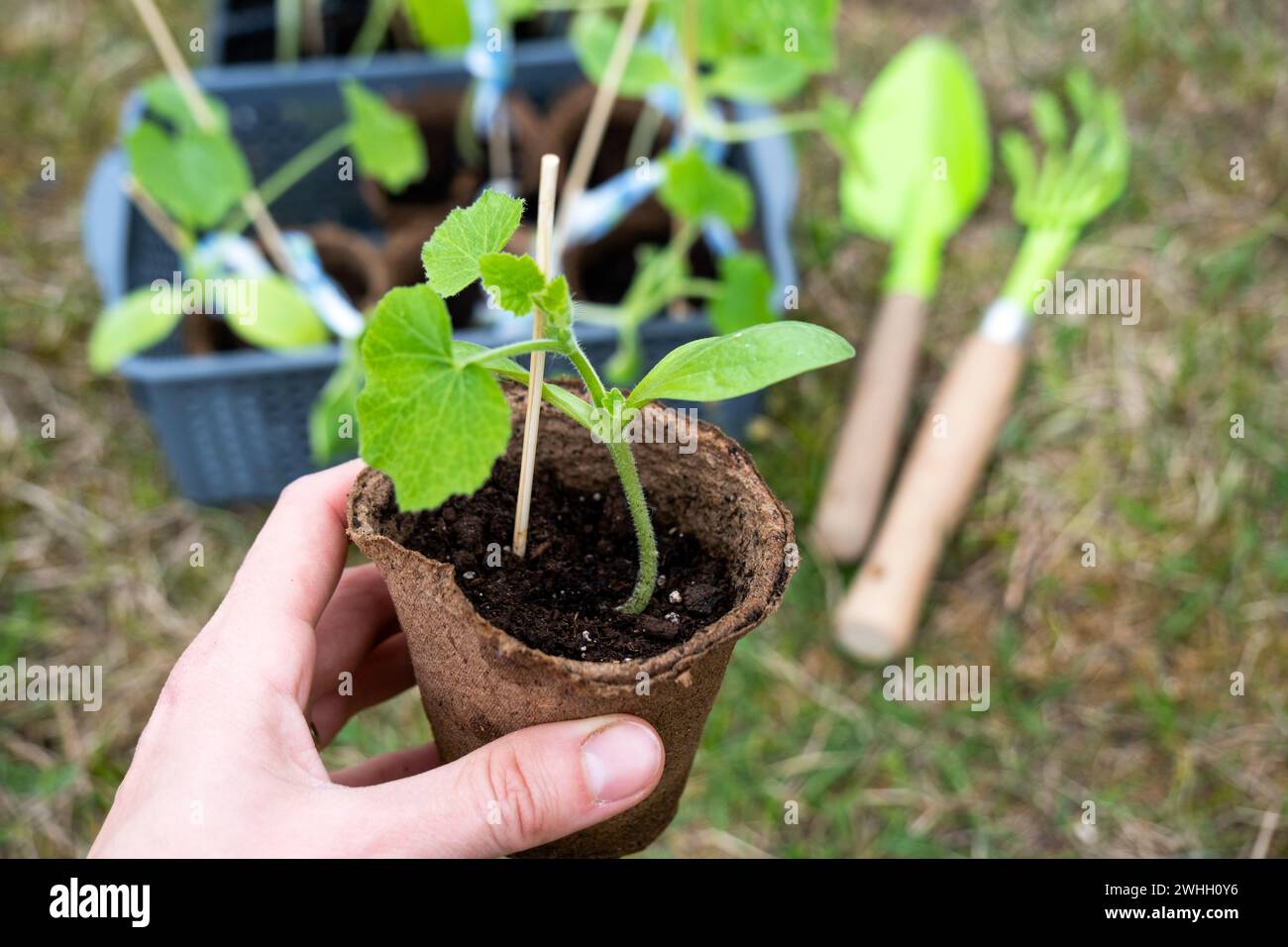 Semis de courgettes en verres de tourbe pour la plantation sur un lit de jardin au printemps. Banque D'Images