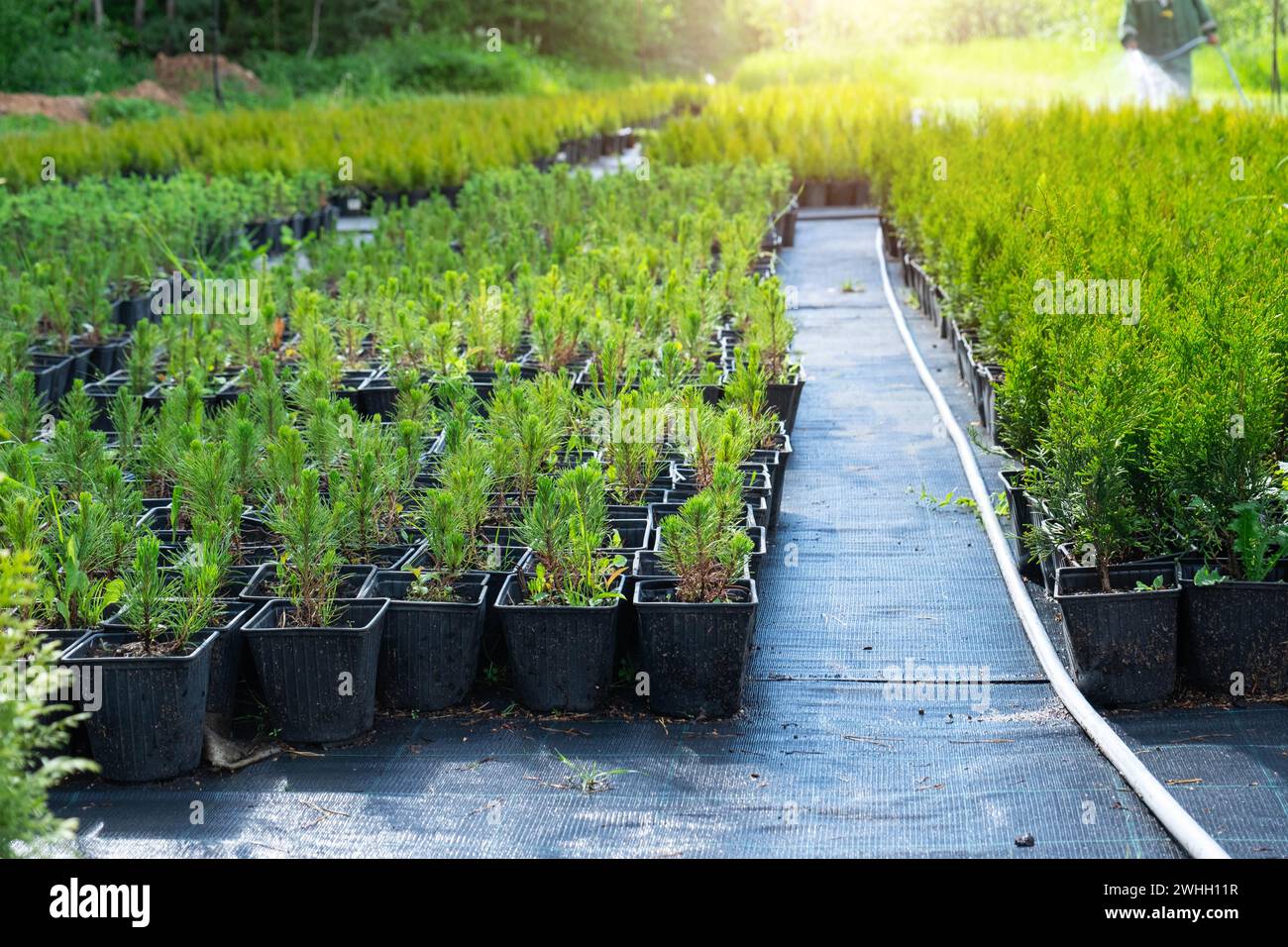 Pépinière de plantes conifères en pots avec une racine fermée pour la plantation sur votre terrain de jardin. Banque D'Images