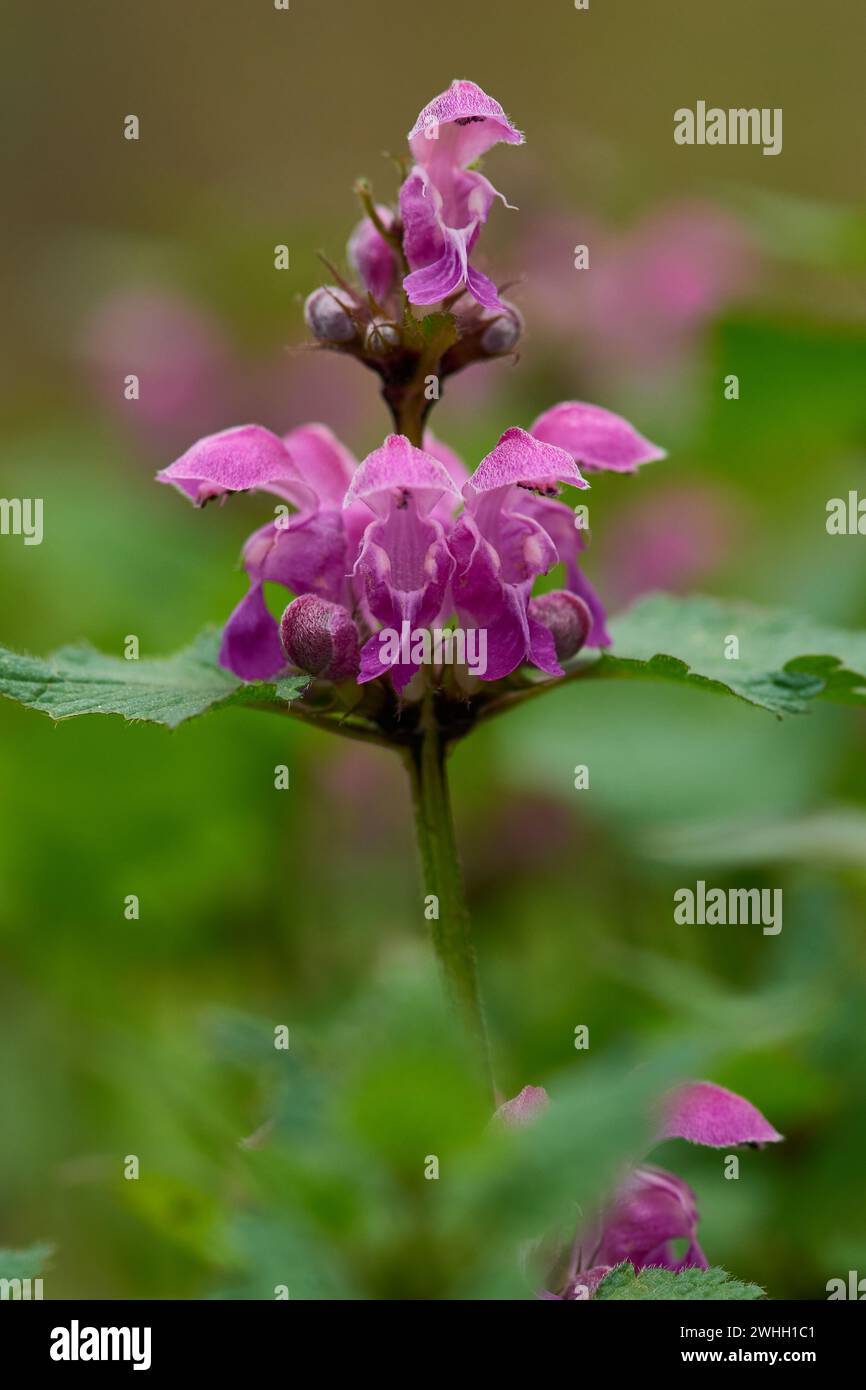 Lamium purpureum, connu sous le nom d'ortie morte rouge Banque D'Images