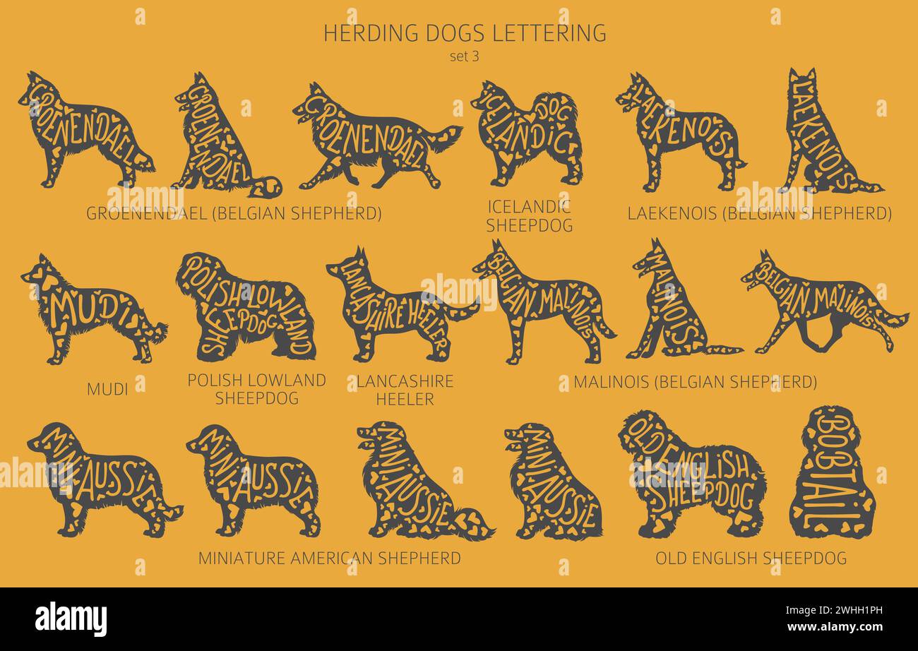 Chien élève des silhouettes avec lettrage, clipart de style simple. Chiens de troupeau, chien de berger, collection de bergers. Illustration vectorielle Illustration de Vecteur