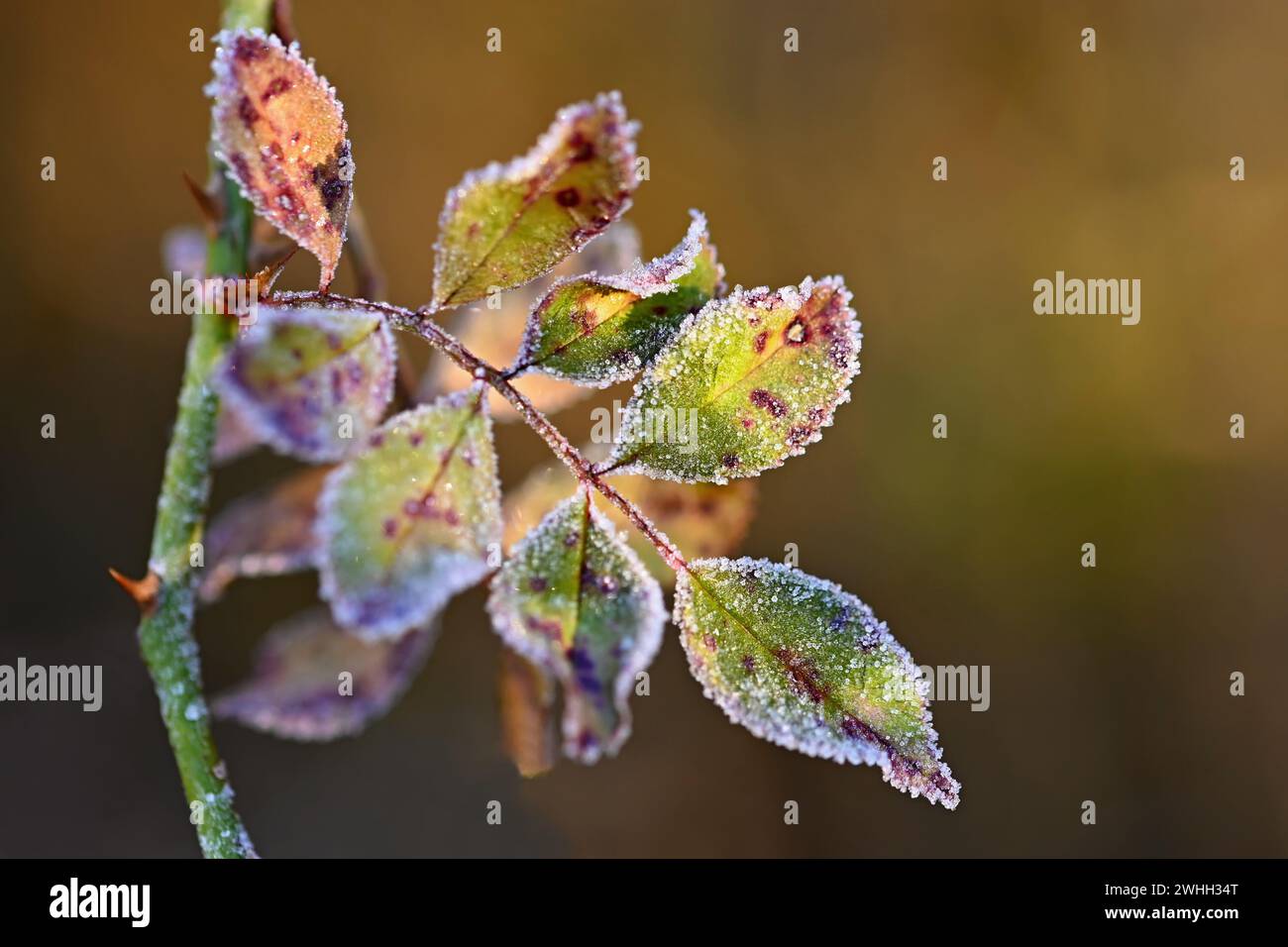 Le givre et la neige sur les branches. Arrière-plan de saison d'hiver. Photo de la nature. Banque D'Images