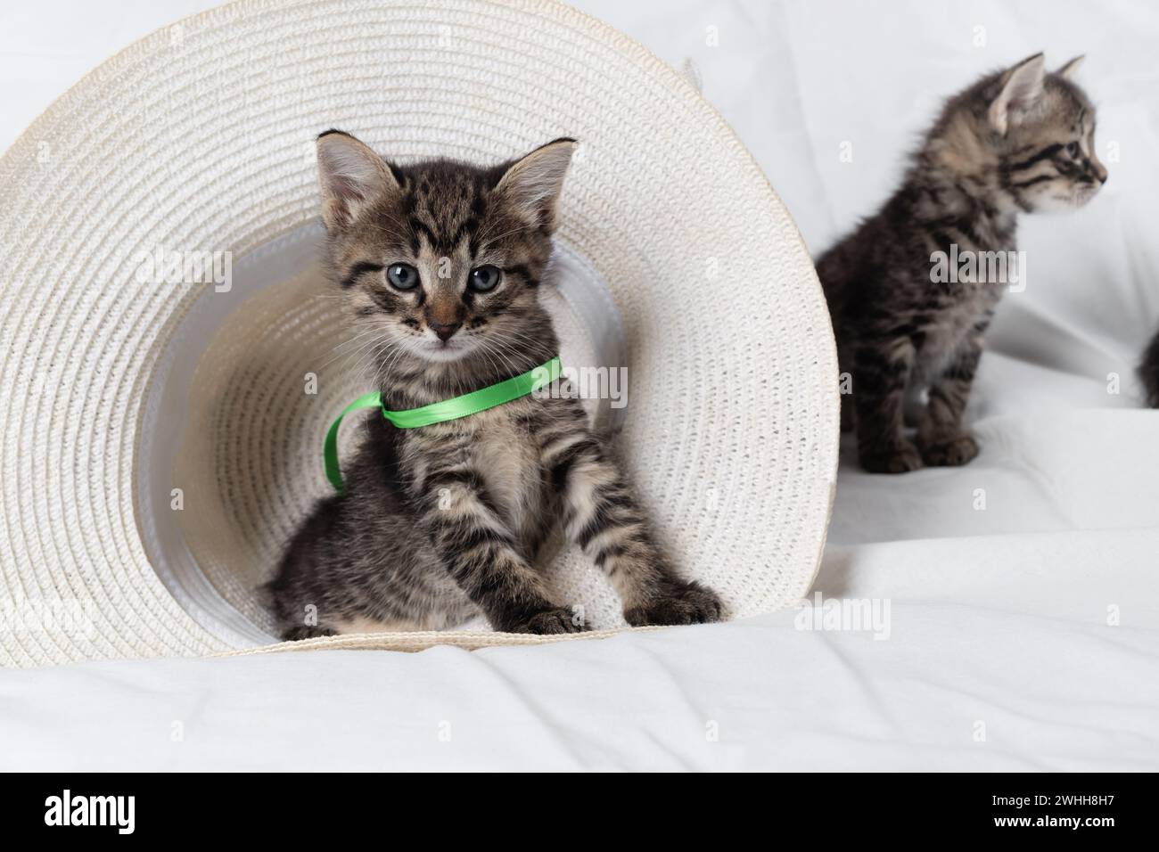 Tabby kitten sitting Banque D'Images