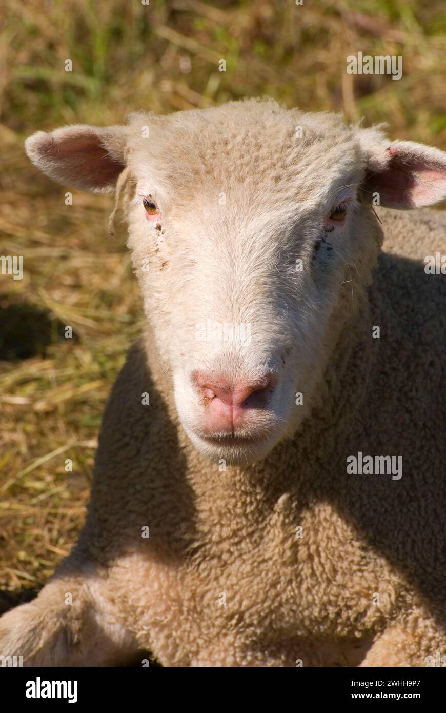 Les moutons, le chien de berger du Champion Essais, comté de Linn Lamb & laine juste, de l'Oregon Banque D'Images