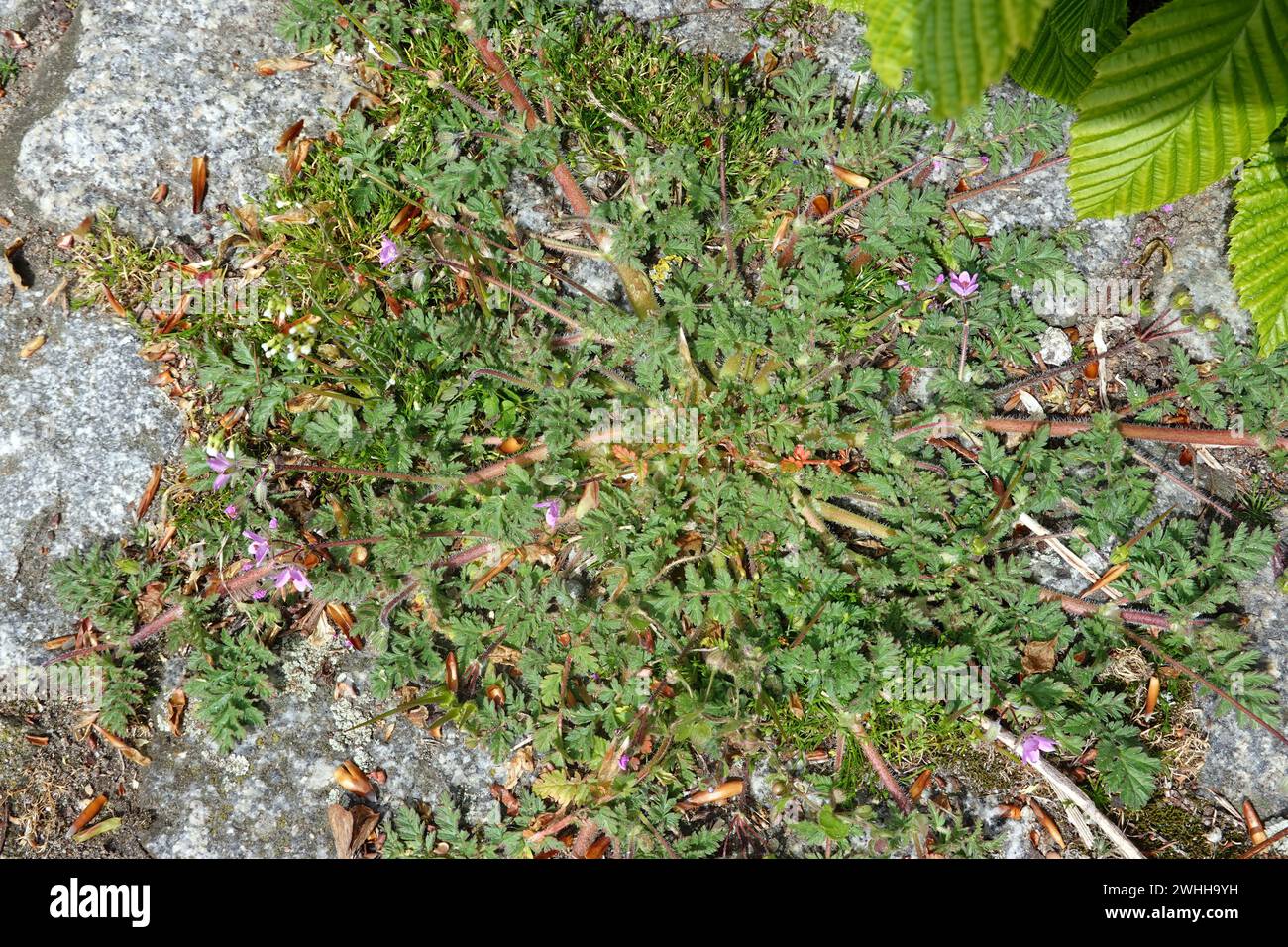 Bec de héron commun (Erodium cicutarium), bec de héron à feuilles de pruche Banque D'Images