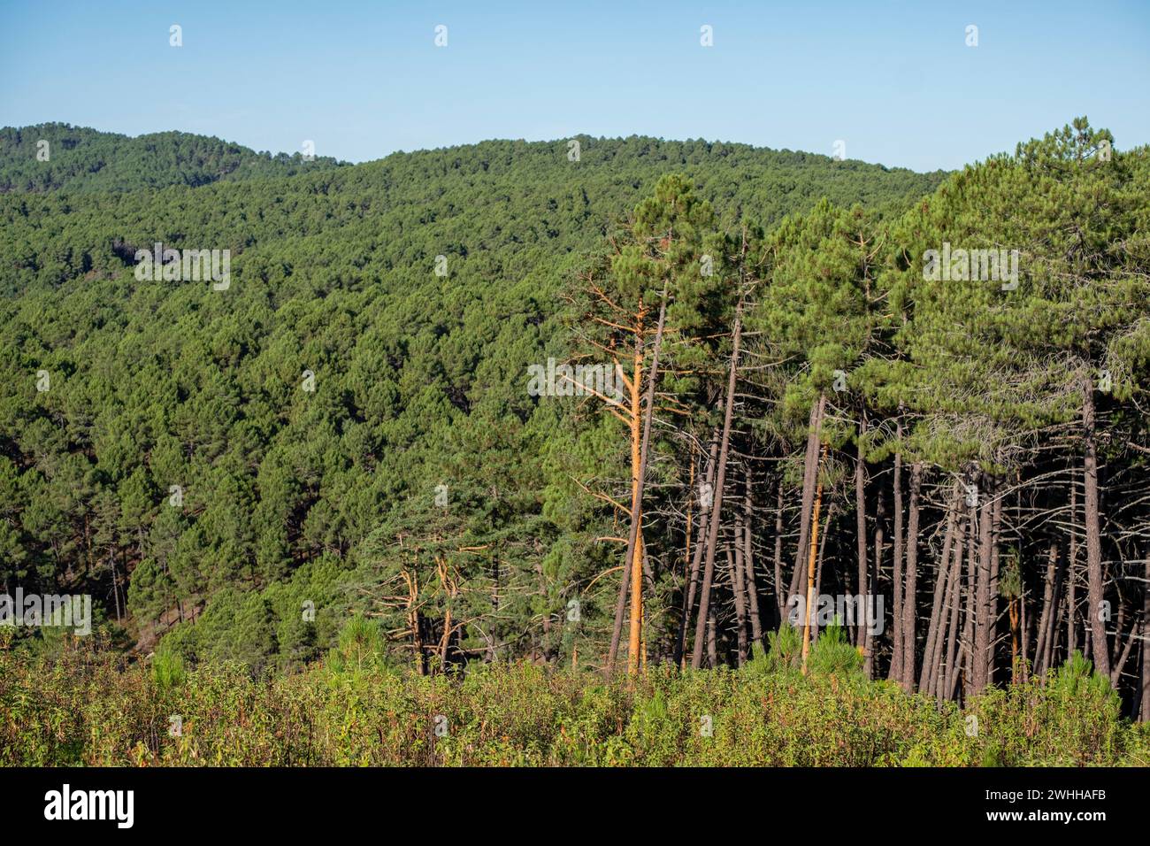 Bosque de Pino silvestre Banque D'Images