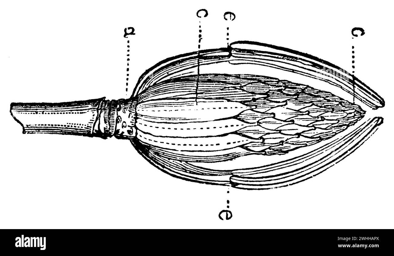 Magnolia soucoupe, partie centrale de la fleur constituée de carpels cc, dont l'ensemble forme le pistil, un axe, ce quelques étamines., Magnolia × soulangeana, anonym (livre de biologie, 1881), Tulpen-Magnolie, zentraler Teil der Blüte, der aus Karpellen cc besteht, deren ganzes das Pistill bildet, a Achse, ce einige Staubgefäße, Magnolia de Chine, a hache, ce quelques étamines, cc la partie centrale de la fleur, dont l'ensemble forme le pistil, cc la partie centrale de la fleur, dont l'ensemble forme la tige. Banque D'Images