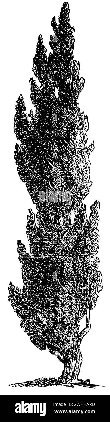 Cyprès italien, Cupressus sempervirens, anonym (livre de biologie, 1881), Mittelmeer-Zypresse, Cyprès commun Banque D'Images