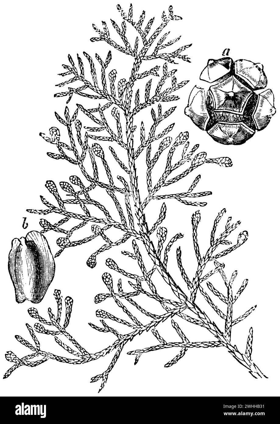 Cyprès italien, a) cônes, b) graines, Cupressus sempervirens, (encyclopédie, 1893), Mittelmeer-Zypresse, a) Zapfen, b) Samen, Cyprès commun, a) cônes, b) semences Banque D'Images