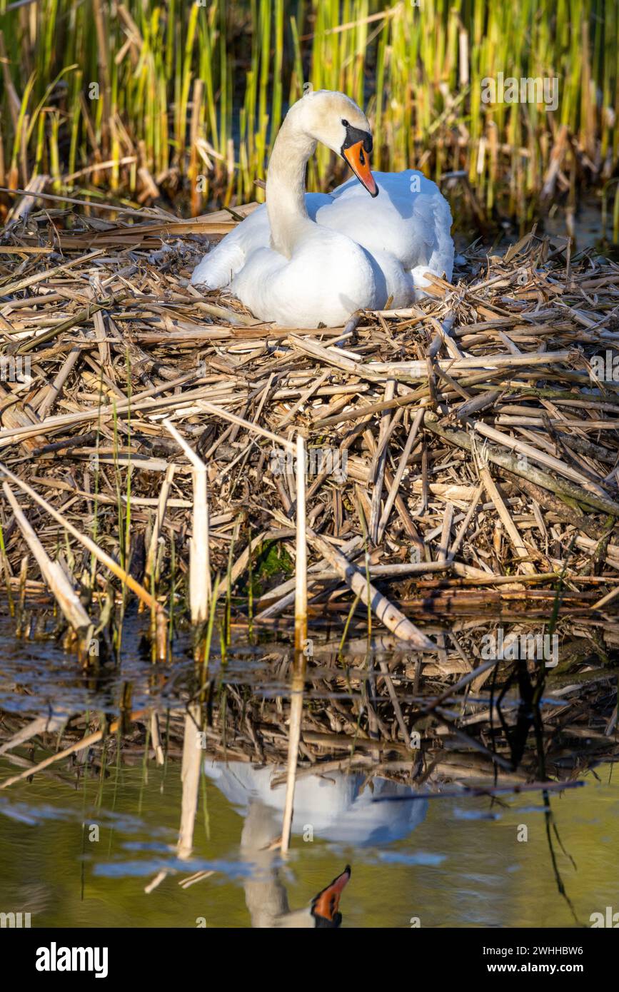 Faune indigène oiseaux en Allemagne Swan Banque D'Images