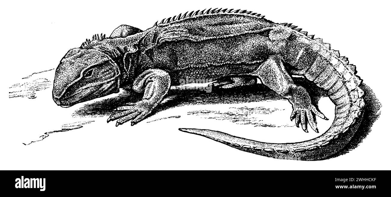 Tuatara, Sphenodon punctatus, (livre d'histoire de l'évolution, 1893), Brückenechse, Sphenodon Banque D'Images