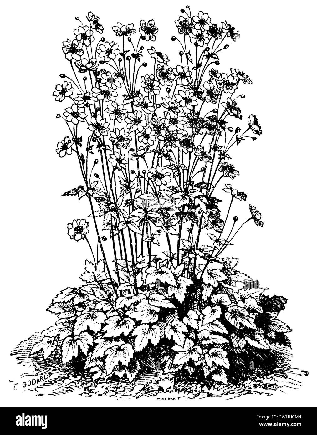 Thimbleweed japonais, Anemone hupehensis, (livre de jardin, 1877), Herbst-Anemone, anémone hupehensis Banque D'Images